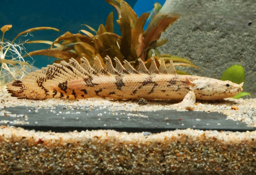 Peixe Polypterus Endlicherii 4 A 5cm (cote O Frete) Verde