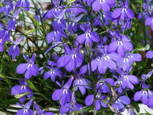 Sementes De Lobélia Erinus Flor