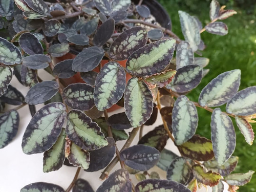Pellionia Daveauana Begonia Rastrera