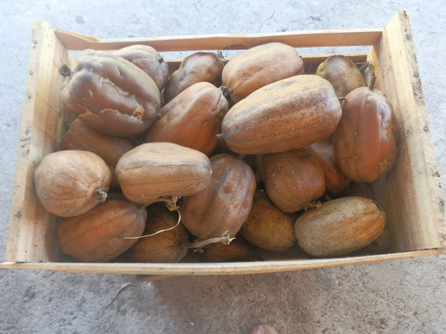 Imagem 3 de 4 de Sementes Esponja Individual P/ Banhos Bucha Luffa Comestível