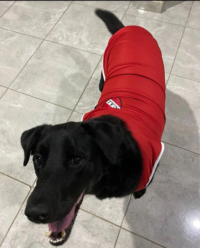 Camiseta De Independiente Para Perros Y Gatos Talle Xs.