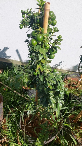 Limão Cravo Do Uruguai -muda Produzindo Pronta Para Plantar | Parcelamento  sem juros