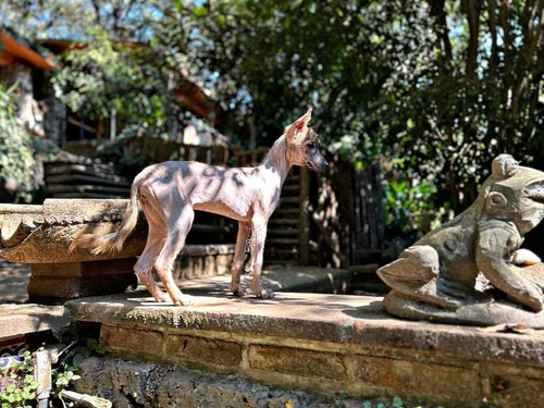 Xoloitzcuintle Hembra  Y Macho Intermedios 6 Meses