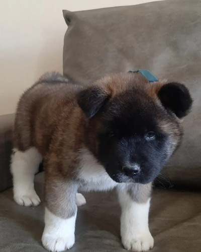 Akita Americano Cachorros