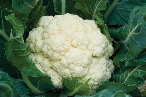 Imagen 3 de 4 de Semillas Coliflor X Sobre Huerta En Casa