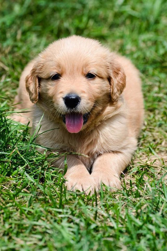Cachorros Golden Retriever Criados En Campo. Criadero Tribu