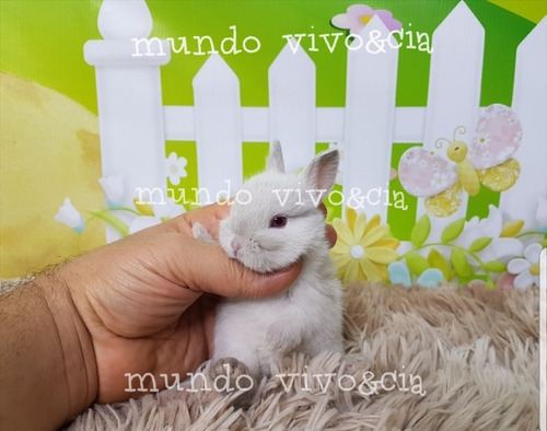 Mini Coelho