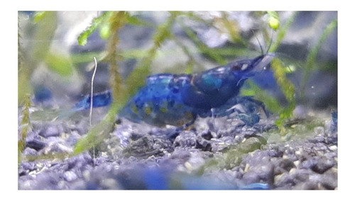 Imagen 4 de 10 de Camaron Blue X 10 Gambas Azules Neocaridina Fotos Reales!!!!
