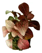 Comprar Kokedama Planta De Interior  