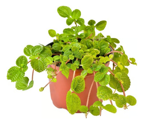 Planta Llama Plata Planta Cuidados