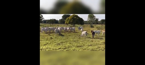 Imagem 7 de 30 de Fazenda 3366 Hectares, 5 Poços Artesianos, 4 Reservatórios De Agua, 42 Bebedouros De 12mil Litros, 80 Casinhas De Cocho Cobertas, 2 Corredores Centrai - Fa00043 - 69928786