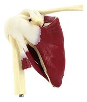 Comprar Para Articulación Del Hombro Humano Con Modelo Muscular \u002F