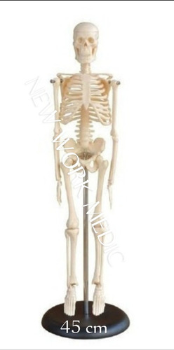 Modelo Anatómico Esqueleto Humano 45 Cm Semca