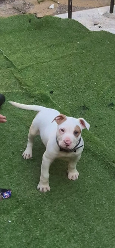 Cachorro América Bully