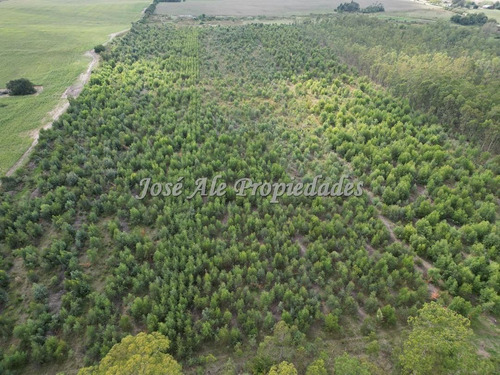 En Venta Campo De 8 Ha Y 8 Hectáreas Y 7883 Metros En Radia