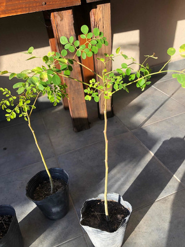 Planta Moringa Oleifera