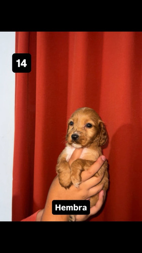 Cachorros Cocker Spaniel