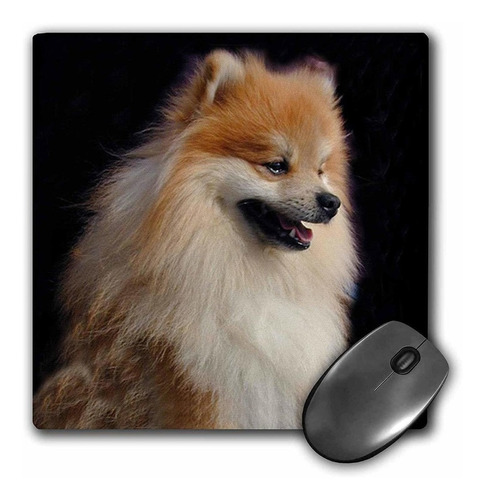 3drose Llc 8 x 8 x 0.25 inches Mouse Pad, Pomeranian Retr