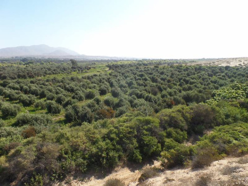 Lote 72, La Cachina