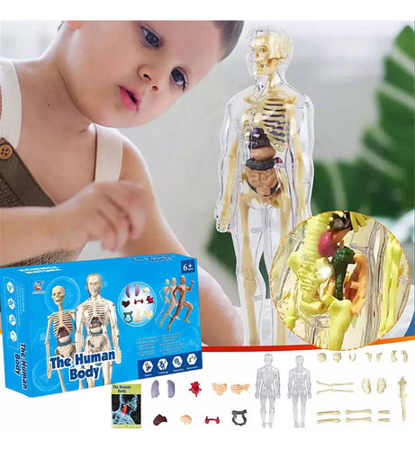 Modelo Corpo Humano Anatômico Esqueleto Orgãos Do Torço 1:6