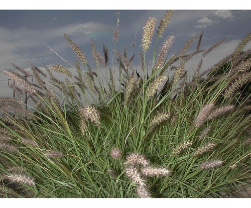 Semillas De Pasto Zacate Buffel 20 Kg, + Sorpresa