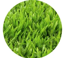 Comprar Césped Brasilero En Panes (axonopus), Rollos, Pasto, Bahiano