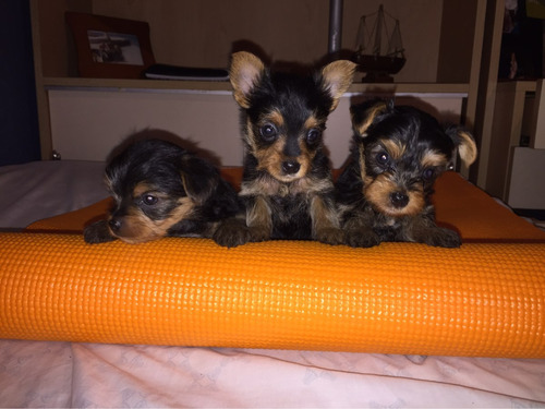 Yorkshire Terrier Cachorros