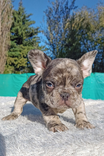 Bulldog Frances Blue Fawn Machito Sable Blue Sable