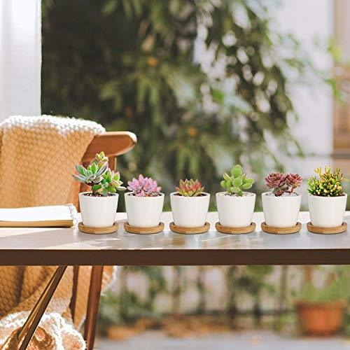 Imagen 3 de 9 de T4u - Macetas Pequeñas Blancas Para Plantas Suculentas De 2