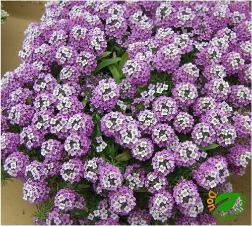 Semillas De Panalillo Alyssum 0.3 Gr Rinde Hasta 650 Plantas