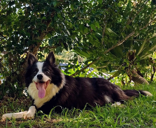 Lindos Filhotes De Border Collie 