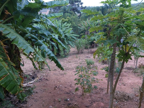 Imagem 9 de 16 de Chácara Ibiuna 1.000 Mts Casa Falt. Acabamento E Pomar Prod