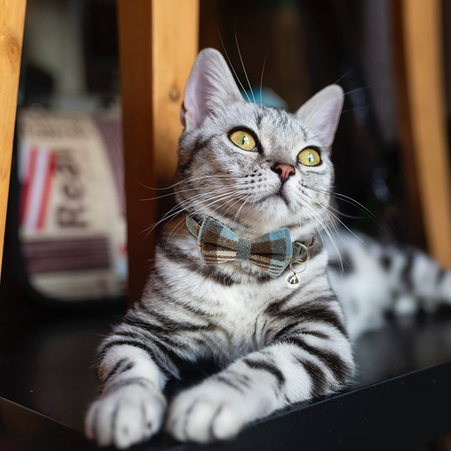 Jvvgpet Collares Para Gatos Separables - Corbata De Lazo Lin