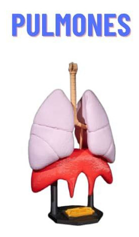 Modelo Anatomico Impreso En 3d De Pulmones