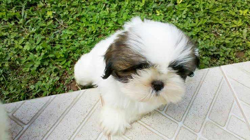 Lhasa Apso