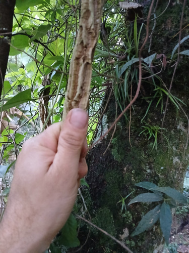 Muda De Sipó Mil Homens