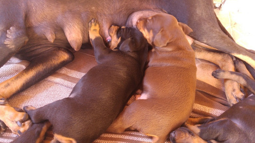 Doberman Europeu Filhotes (entrega Com 45 Dias)