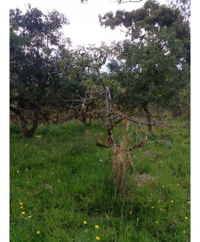 Lote En Vender En La Ceja