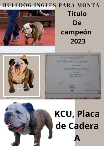 Imagen 3 de 5 de Bulldog Ingles Macho Para Monta O Inseminación.