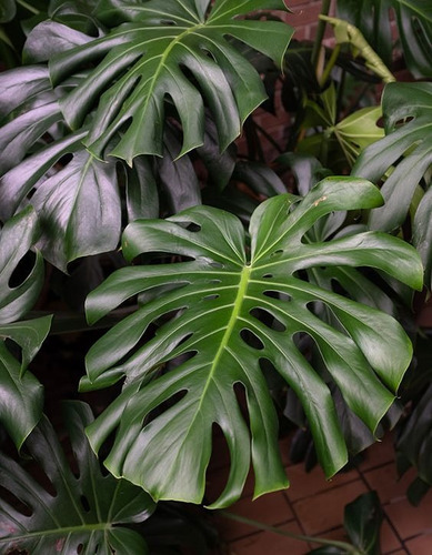 Planta Monstera Deliciosa