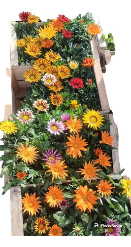Promo Pack 5 Gazania Surtidas Gazaña - Margaritas M12
