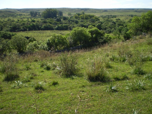 Imagen 4 de 9 de Campo Ganadero 977 Has En Artigas, Costas Del Pintado Grande