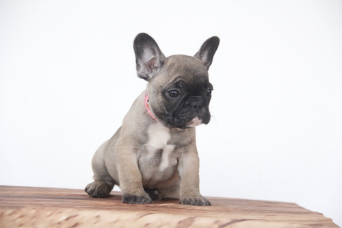 Bulldog Francés Macho