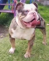 Comprar Bulldog Inglés Lilac Tri Merle