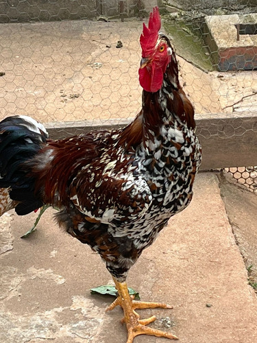 6 Ovos Galados Das Verdadeiras Galinhas Gsb. Ovos Grátis!
