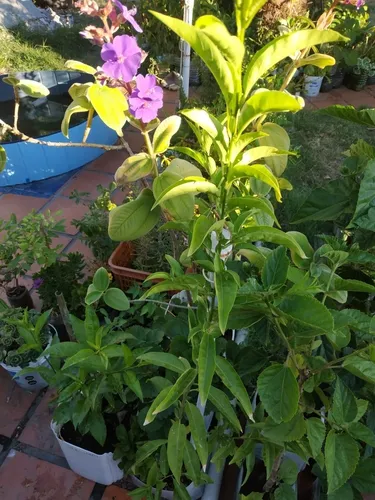 Planta Dama De La Noche