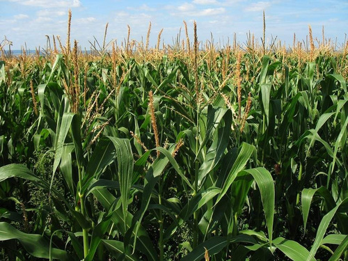 Imagen 2 de 6 de Venta Campos Ganaderos Y Mixtos En La Provincia De La Pampa