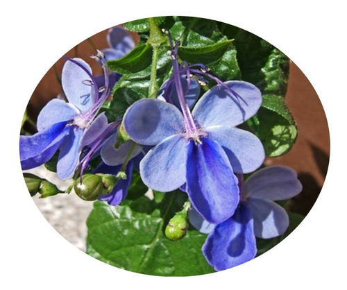 Imagem 1 de 5 de Mudas De Clerodendro Borboleta Azul - Rotheca Myricoides 