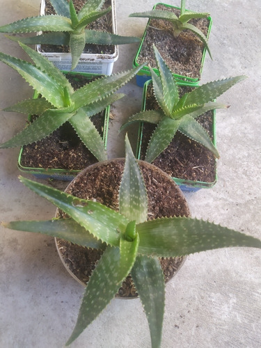 Aloe Vera