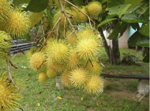 Rambutan Dorado